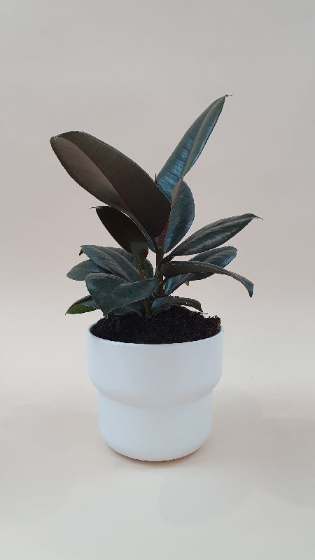 Plants - Ficus Burgundy